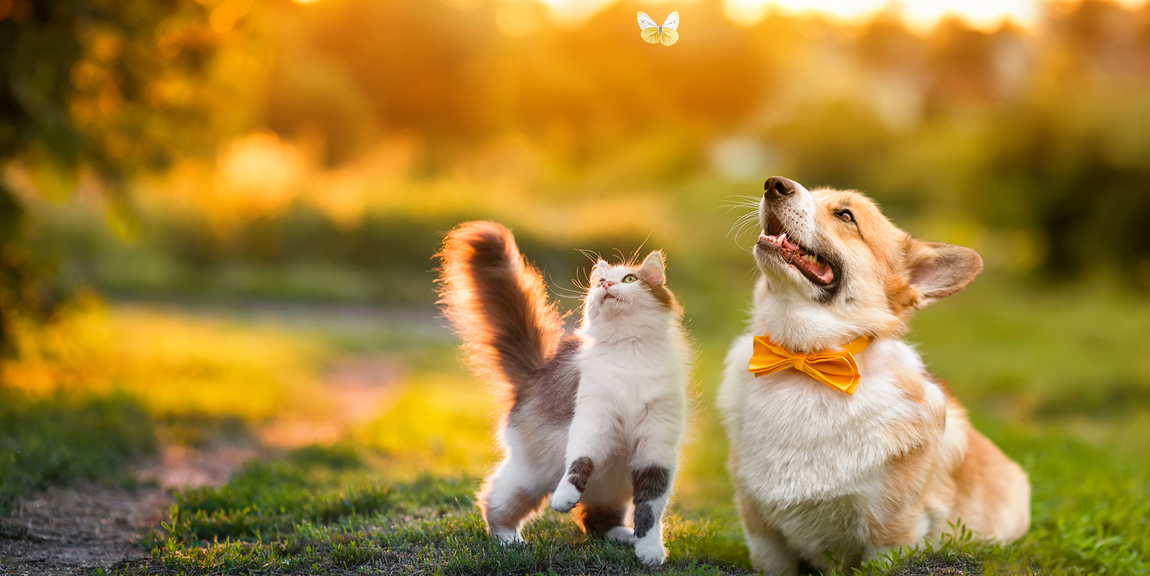 犬と猫が歩いている様子