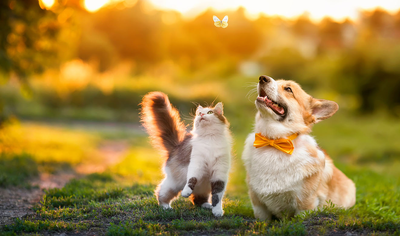 画像の説明文を入れます。